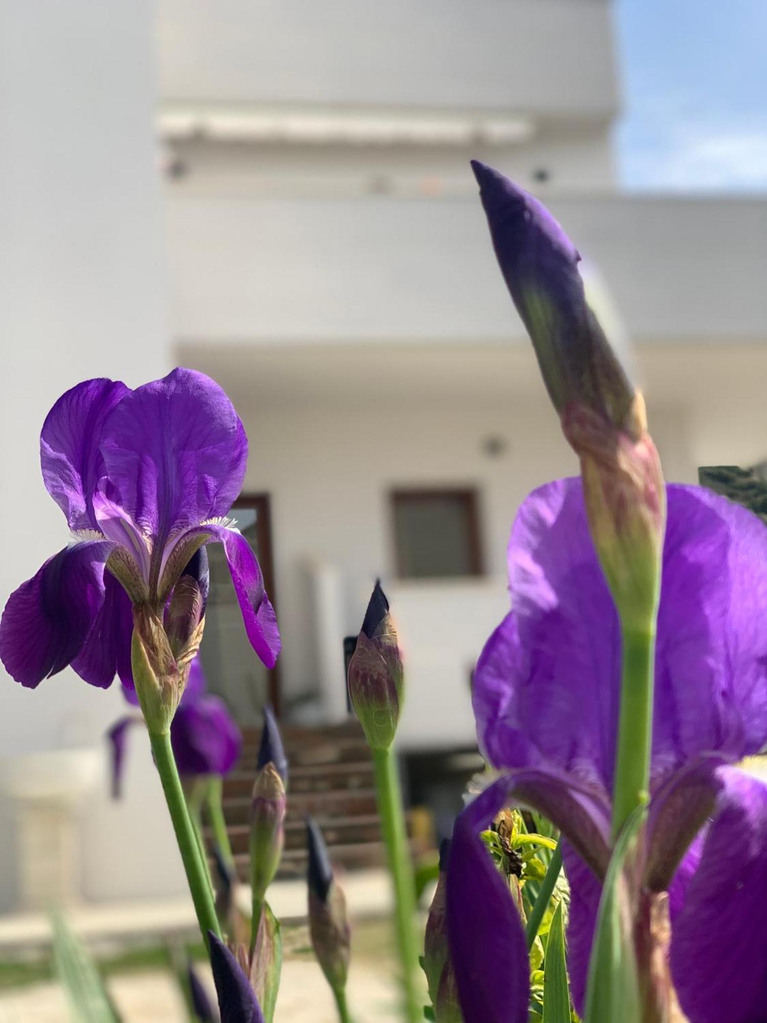 Villa Rreze Dielli Vlorë Exteriér fotografie